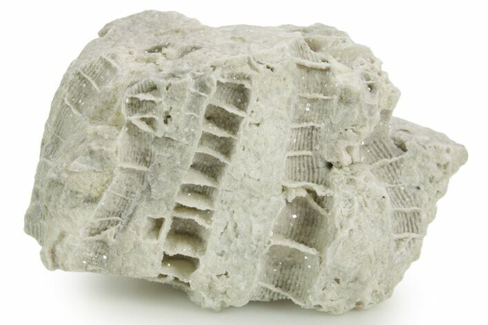 Silurian Dolostone w/ Sparkling Fossil Coral (Fletcheria) - Ohio #362634
